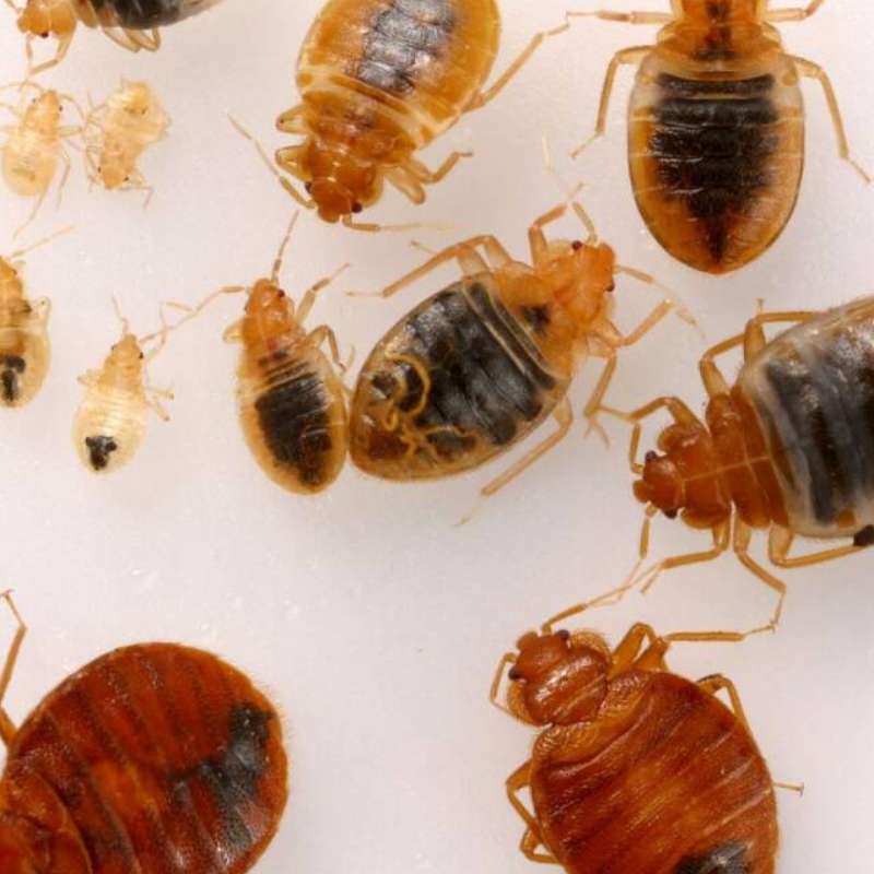bed-bugs-services
